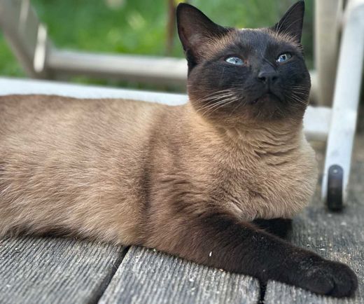 Siamkatze, gold-beige mit braun
