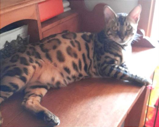 Bengal Cat, brown-black-tabby spotted
