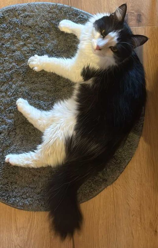 Hauskatze, schwarz-weiß
