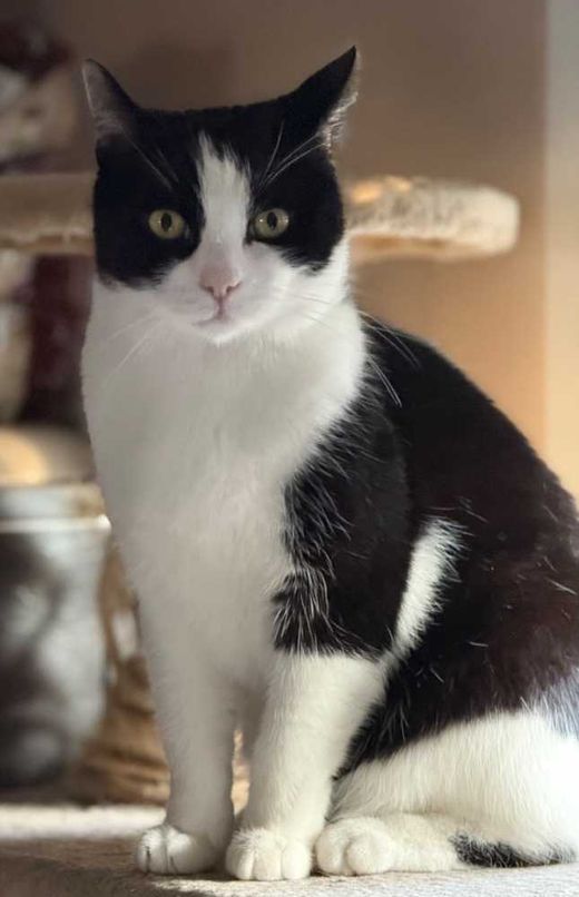 Hauskatze, schwarz weiß