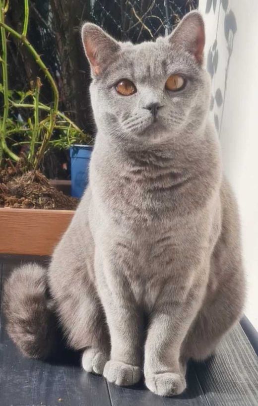 Britisch Kurzhaar, blau grau