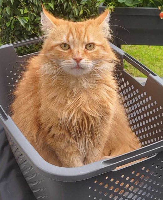 Hauskatze-Langhaarkatze-Mix, rot getigert