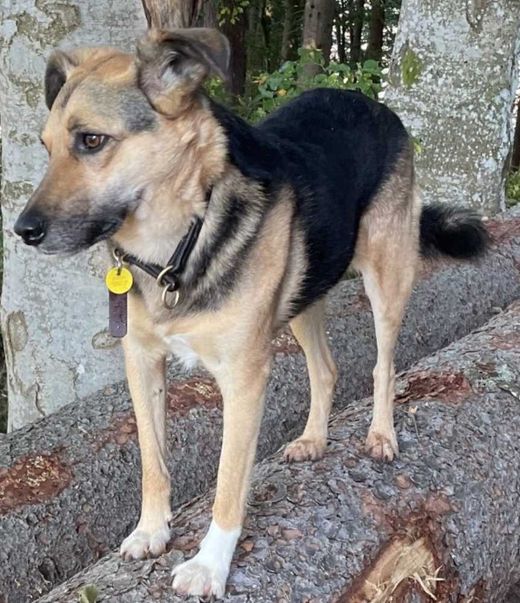 Deutscher Schäferhund-Mix, schwarz-braun
