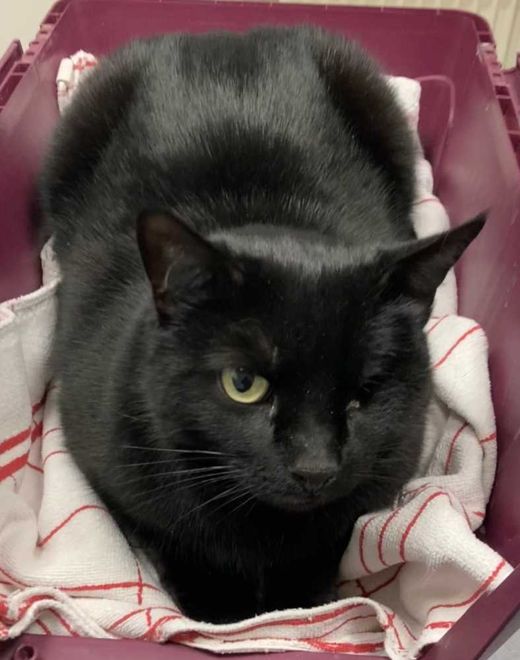 Hauskatze, schwarz