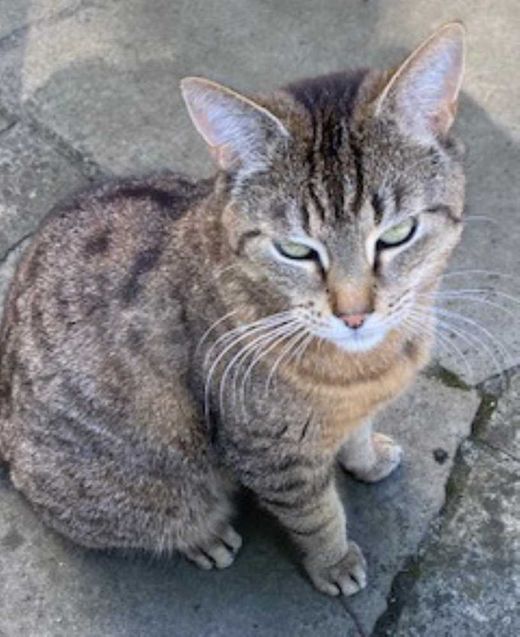Hauskatze-Europäisch Kurzhaar?-Mix, Black Tabby getigert