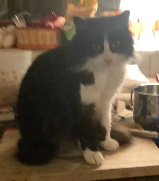 Langhaarkatze-Mix, schwarz-weiß