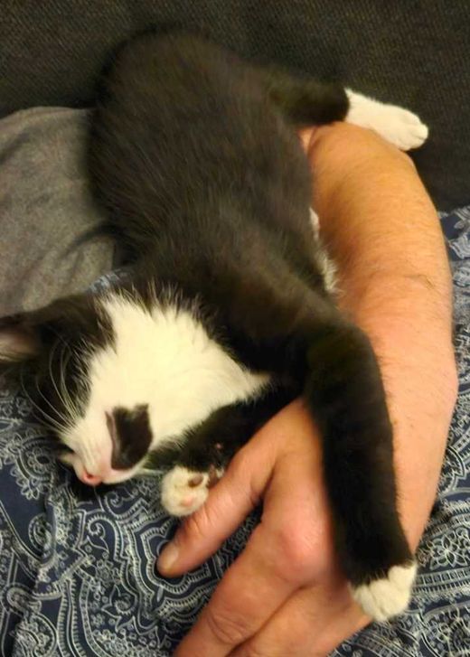 Hauskatze, schwarz/weiß