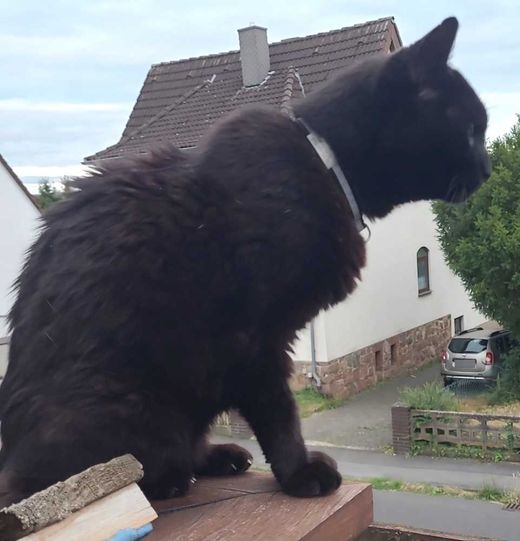 Europäisch Kurzhaar, schwarz