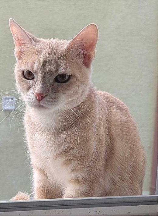 Mischling, beige