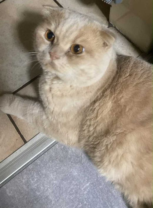 Scottish Fold, hell creme-beige