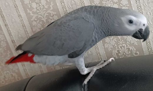 Graupapagei, grau mit rot