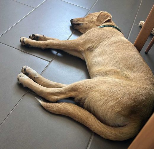 Labrador-Mix, Gold-Gelb