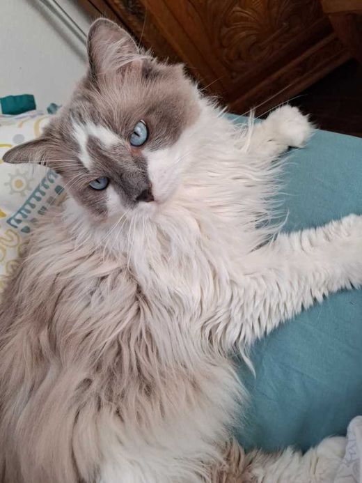 Ragdoll, weiß mit grau