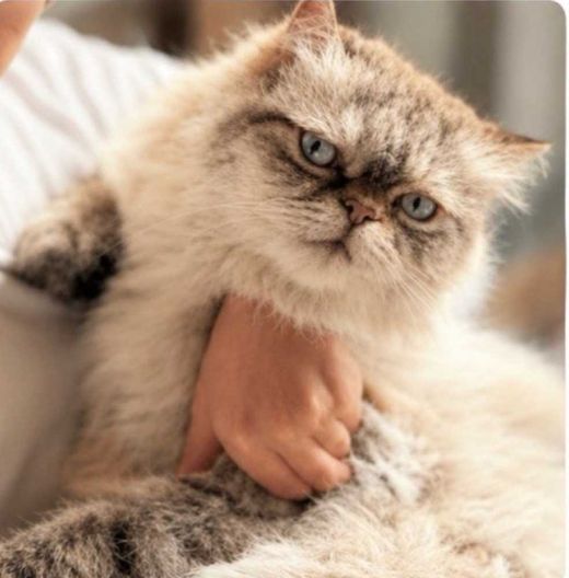 Ragdoll, neva masquerade