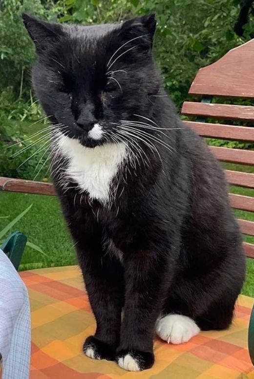 Hauskatze-Mix, schwarz weiß