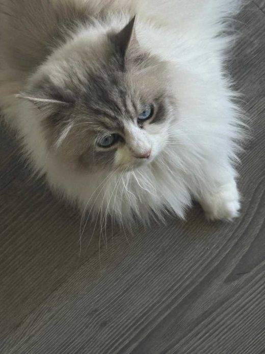 Neva Masquerade, blue-tabby-point-white