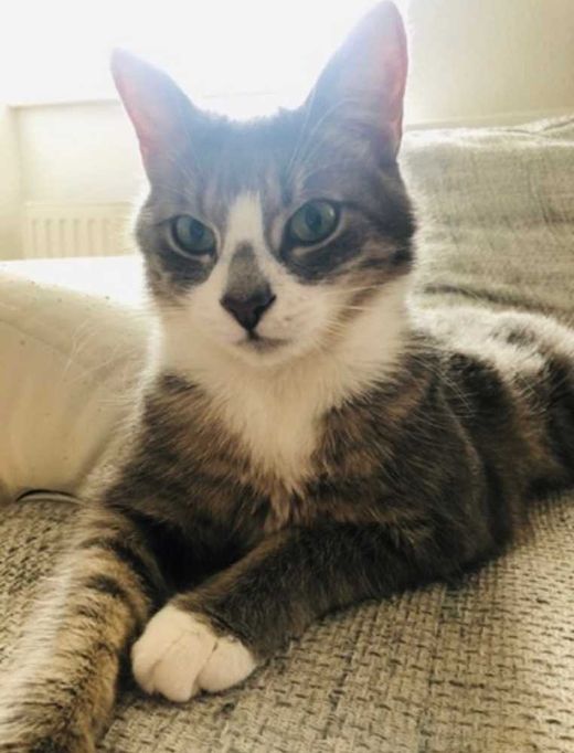 Maine Coon-Mix, grau gestreift mit weiß