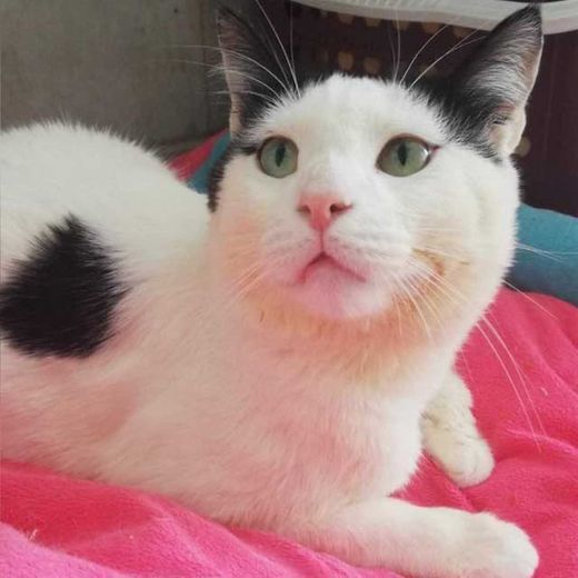 Hauskatze, schwarz-weiß