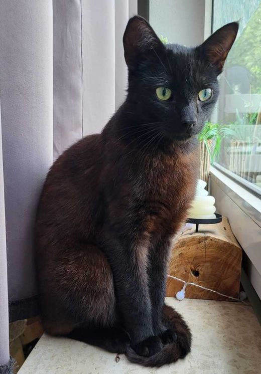 Mischling, schwarz