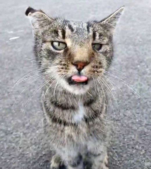 Hauskatze, grau getigert
