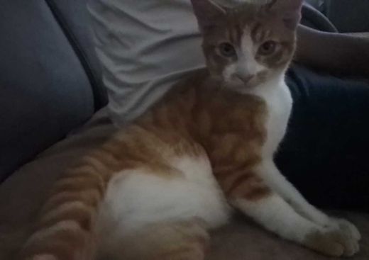 Mischling, orange rot weiß