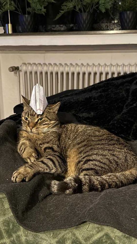 Hauskatze, braun-beige-schwarz