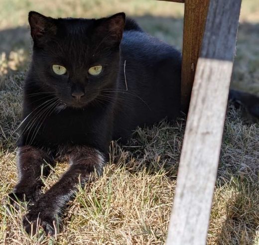 Hauskatze, schwarz