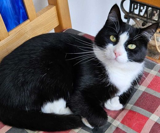 Hauskatze, schwarz-weiß