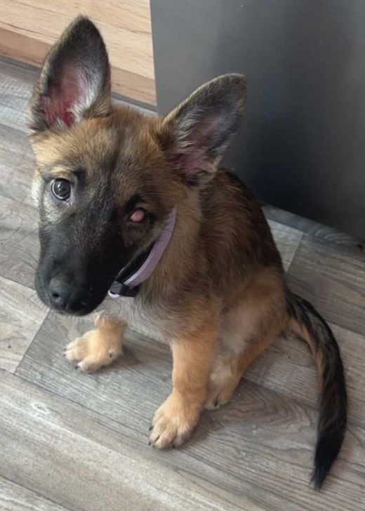 Malinois-Husky-Mix, Braun