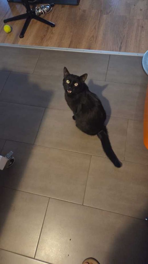 Maine Coon-Hauskatze-Mix, schwarz