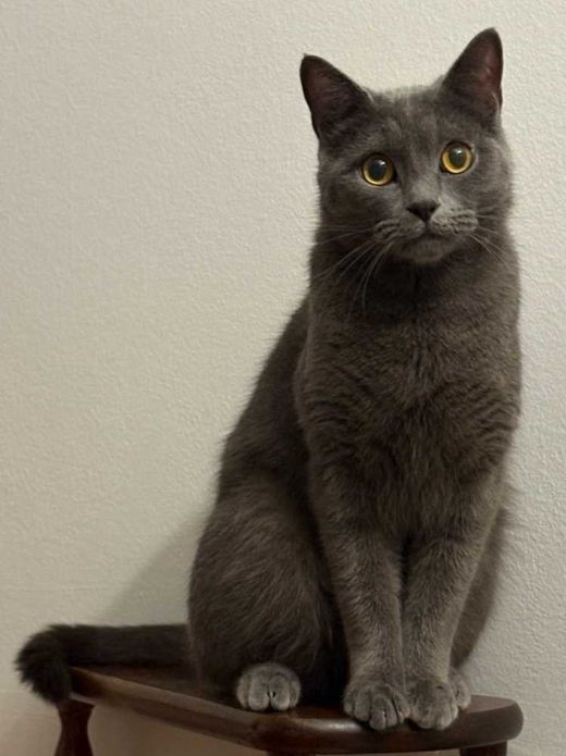Chartreux, grau