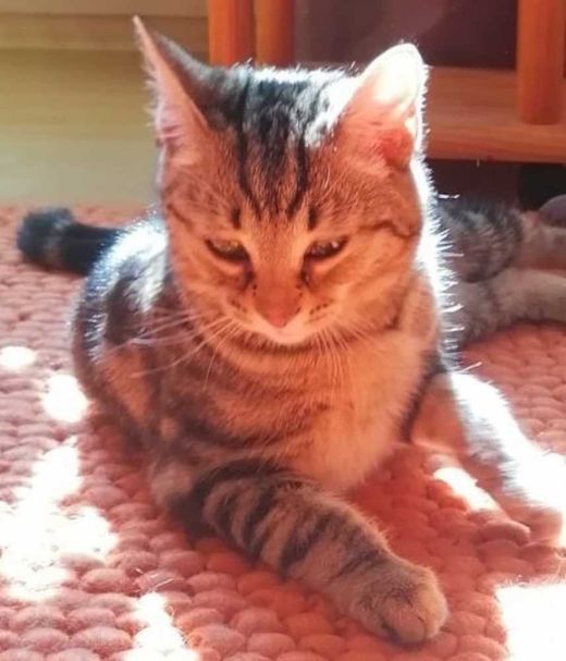 Sibirische Waldkatze-Mix, hellbraun gestromt