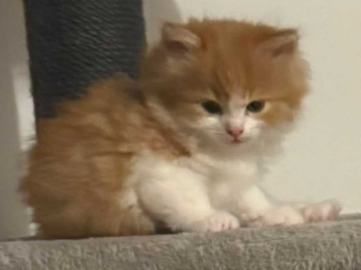 Perserkatze-Mix, braun