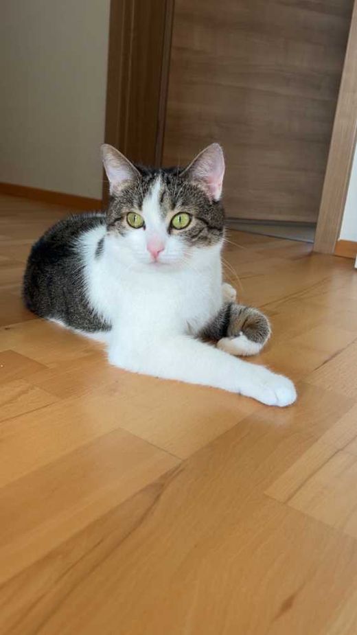 Hauskatze, weiß getiegert