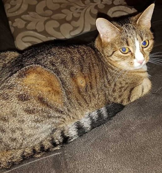 Hauskatze, braun getigert mit weiß