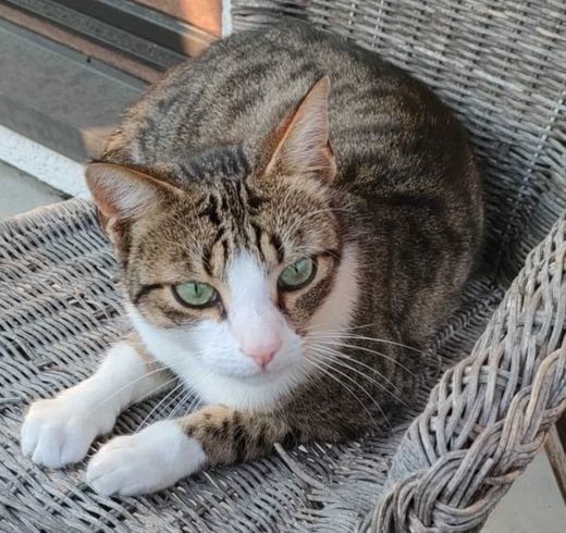 Hauskatze, schwarz-weiß getigert