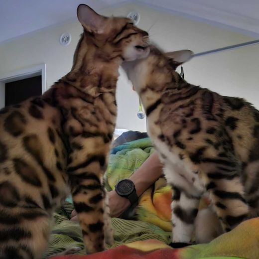 Bengal Cat, dunkle rosetten getigert