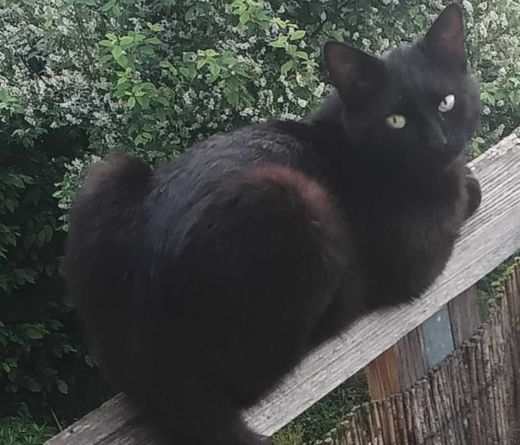 Hauskatze, schwarz