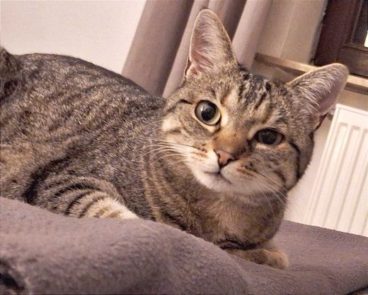 Hauskatze, grau getigert