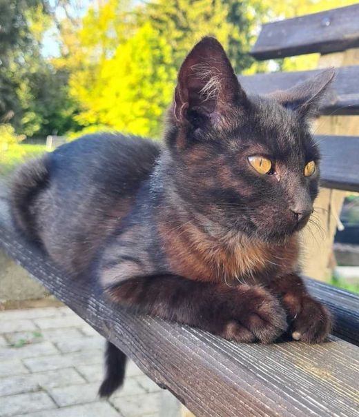 Mischling, schwarz braun grau