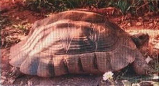 Breitrandschildkröte, braun
