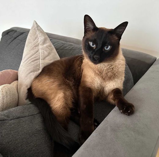 Siamkatze, Beige/Braun, Schwarz