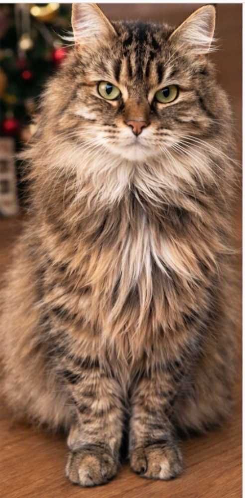 Europäische Langhaarkatze, braun schwarz getigert