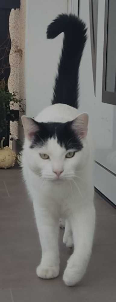 Hauskatze, weiß-schwarz