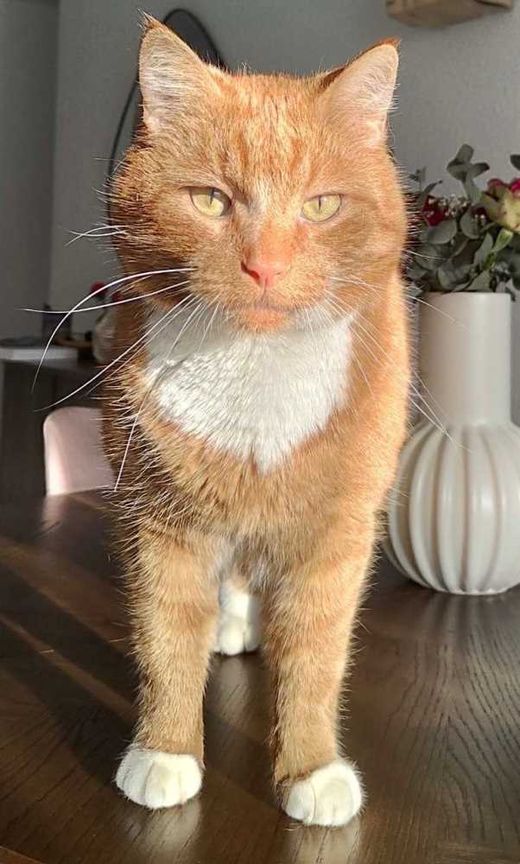 Europäisch Kurzhaar, orange mit weißen Abz.