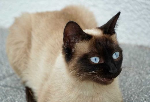Siamkatze, creme mit dunklen Abz.