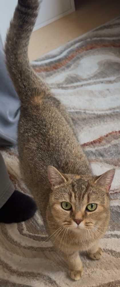 American Shorthair, hellbraun-beige