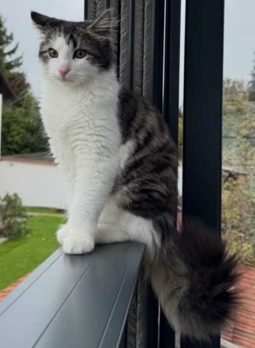 Europäische Langhaarkatze, weiß getigert