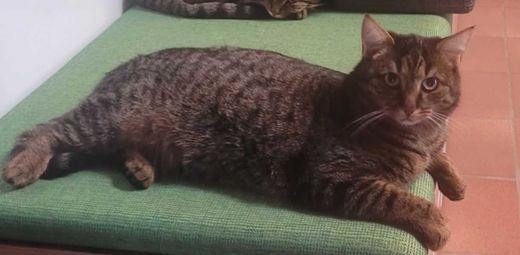 Hauskatze, dunkel getigert