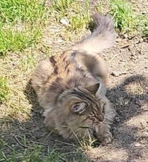 Mischling, getigert